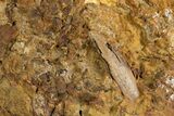 Dinosaur Tendons, Tooth, and Bones in Sandstone - Wyoming #303352-2